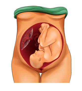 Normal womb position